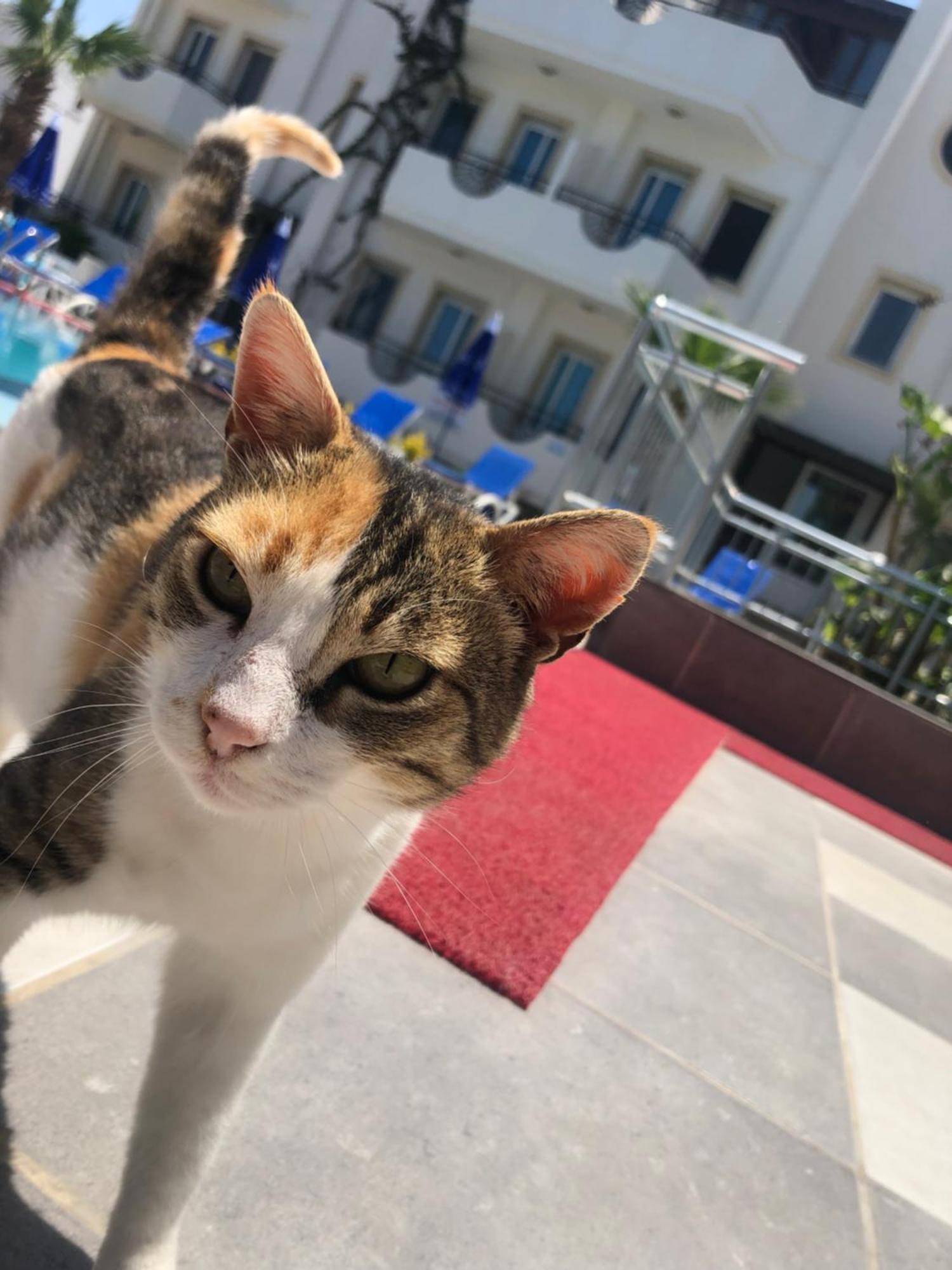 בודרום Palmiye Apart Otel מראה חיצוני תמונה